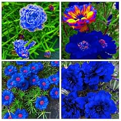 10000 mixed portulaca for sale  Delivered anywhere in USA 