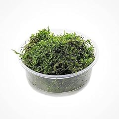 Substratesource christmas moss for sale  Delivered anywhere in USA 