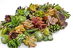 Live succulent cuttings for sale  Delivered anywhere in USA 