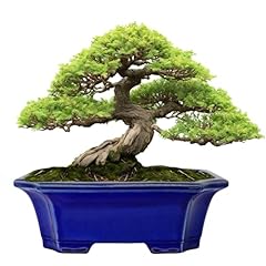 Muzhi blue bonsai for sale  Delivered anywhere in USA 
