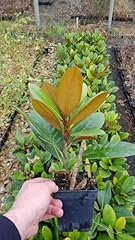 Magnolia grandiflora françois d'occasion  Livré partout en France