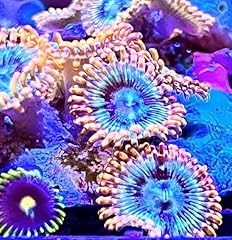 Coralslover live saltwater for sale  Delivered anywhere in USA 