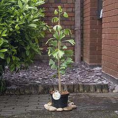 Ginkgo biloba maidenhair for sale  Delivered anywhere in UK