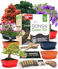 Home grown bonsai for sale  Delivered anywhere in USA 