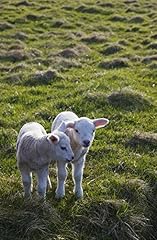 Posterazzi two lambs for sale  Delivered anywhere in USA 