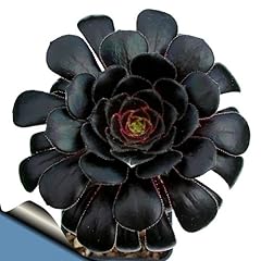 Black rose tree for sale  Delivered anywhere in USA 