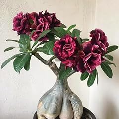 Adenium besum wüstenrose gebraucht kaufen  Wird an jeden Ort in Deutschland