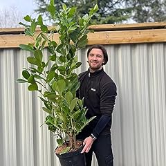 5ft cherry laurel for sale  Delivered anywhere in UK