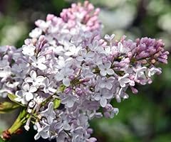 Lilac plants syringa for sale  Delivered anywhere in UK