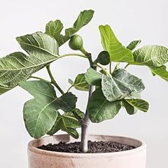 Fignomenal fig tree for sale  Delivered anywhere in USA 