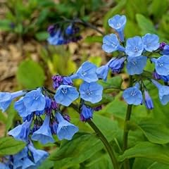 Chuxay garden virginia for sale  Delivered anywhere in USA 