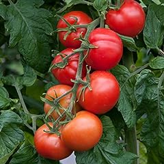 Tomato shirley plug for sale  Delivered anywhere in UK