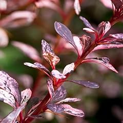 Brighter blooms rose for sale  Delivered anywhere in USA 