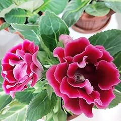 Gloxinia seeds sinningia for sale  Delivered anywhere in USA 