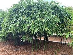 Dwarf budda belly for sale  Delivered anywhere in USA 