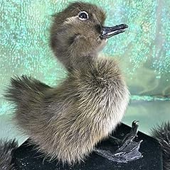 Taxidermy baby duck for sale  Delivered anywhere in USA 