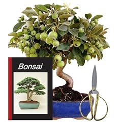 Genki bonsai anfänger gebraucht kaufen  Wird an jeden Ort in Deutschland