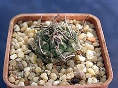 Plat firm germinazione usato  Spedito ovunque in Italia 