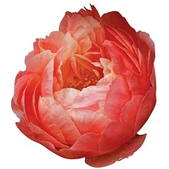 Coral sunset peony for sale  Delivered anywhere in USA 
