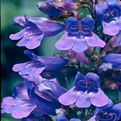 Penstemon heavenly blue for sale  Delivered anywhere in UK