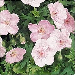 Hardy geranium sanguineum for sale  Delivered anywhere in UK