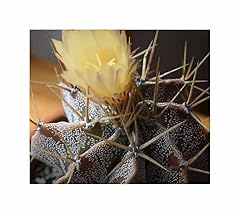 Pcs astrophytum ornatum for sale  Delivered anywhere in UK