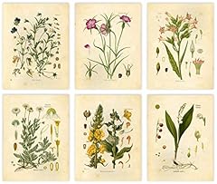 Vintage botanical prints for sale  Delivered anywhere in USA 