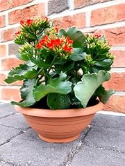 Meytrade blumenschale blumento gebraucht kaufen  Wird an jeden Ort in Deutschland
