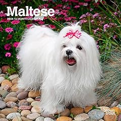 Maltese 2024 inch for sale  Delivered anywhere in USA 