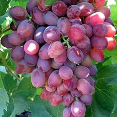 Carbeth plants fruit for sale  Delivered anywhere in UK