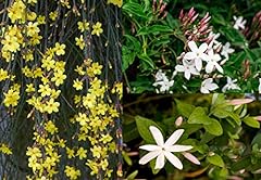 Mixed climbing jasmine for sale  Delivered anywhere in Ireland