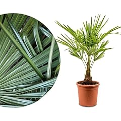 Rangerie hanfpalme trachycarpu gebraucht kaufen  Wird an jeden Ort in Deutschland