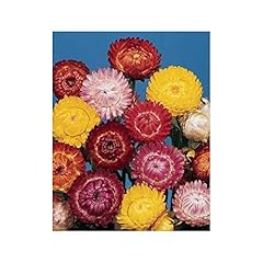 Premier seeds direct for sale  Delivered anywhere in UK
