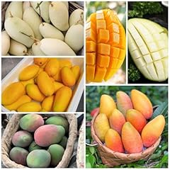 Mangobaum winterhart samen gebraucht kaufen  Wird an jeden Ort in Deutschland