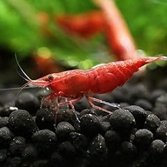 Shrimprack red cherry for sale  Delivered anywhere in USA 