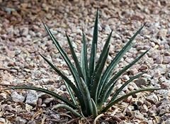 Rare graines agave usato  Spedito ovunque in Italia 