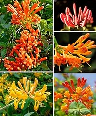 200 orange honeysuckle for sale  Delivered anywhere in USA 