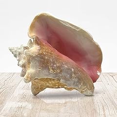 Tumbler home conch for sale  Delivered anywhere in USA 