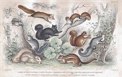 Squirrel antique lithograph for sale  Delivered anywhere in UK
