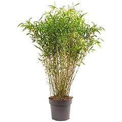 Fargesia murielae winter for sale  Delivered anywhere in UK