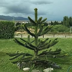 Semi araucaria araucana usato  Spedito ovunque in Italia 