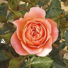 Yougarden laura rose for sale  Delivered anywhere in UK