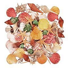 Seashells kinds shells for sale  Delivered anywhere in USA 