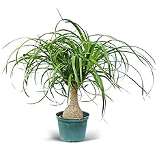 Live ponytail palm for sale  Delivered anywhere in USA 