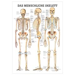 Menschliche skelett lehrtafel gebraucht kaufen  Wird an jeden Ort in Deutschland