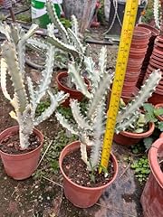 Euphorbia live rooted for sale  Delivered anywhere in USA 