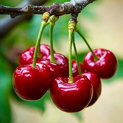 Pack cherry trees for sale  Delivered anywhere in USA 