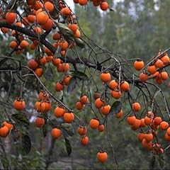 Organic heirloom seeds for sale  Delivered anywhere in UK