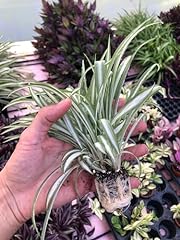 Reverse variegated spider for sale  Delivered anywhere in USA 