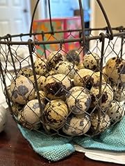 Jumbo coturnix quail for sale  Delivered anywhere in USA 